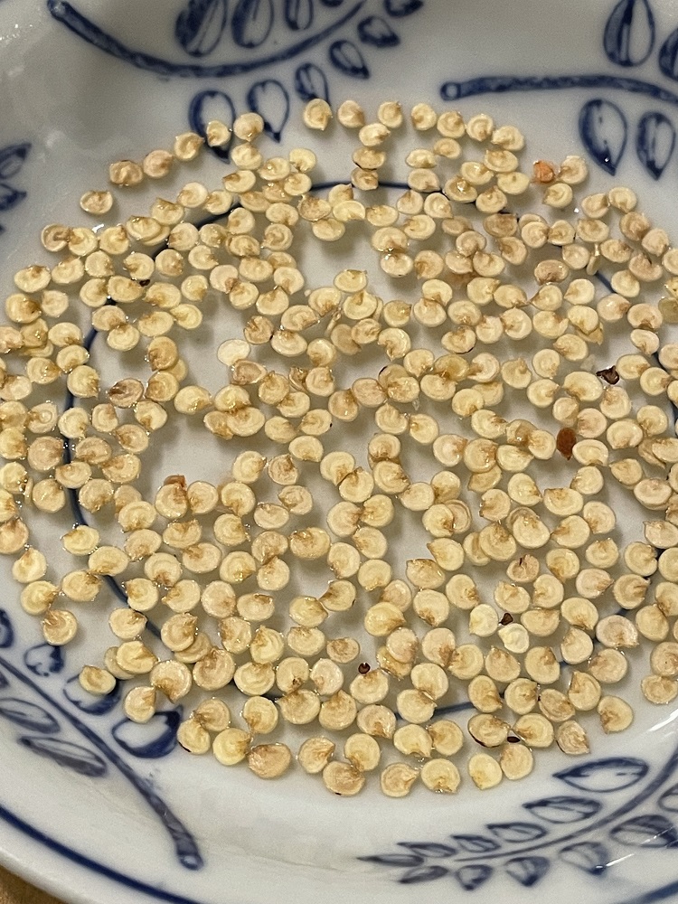 PEPPER SEEDS