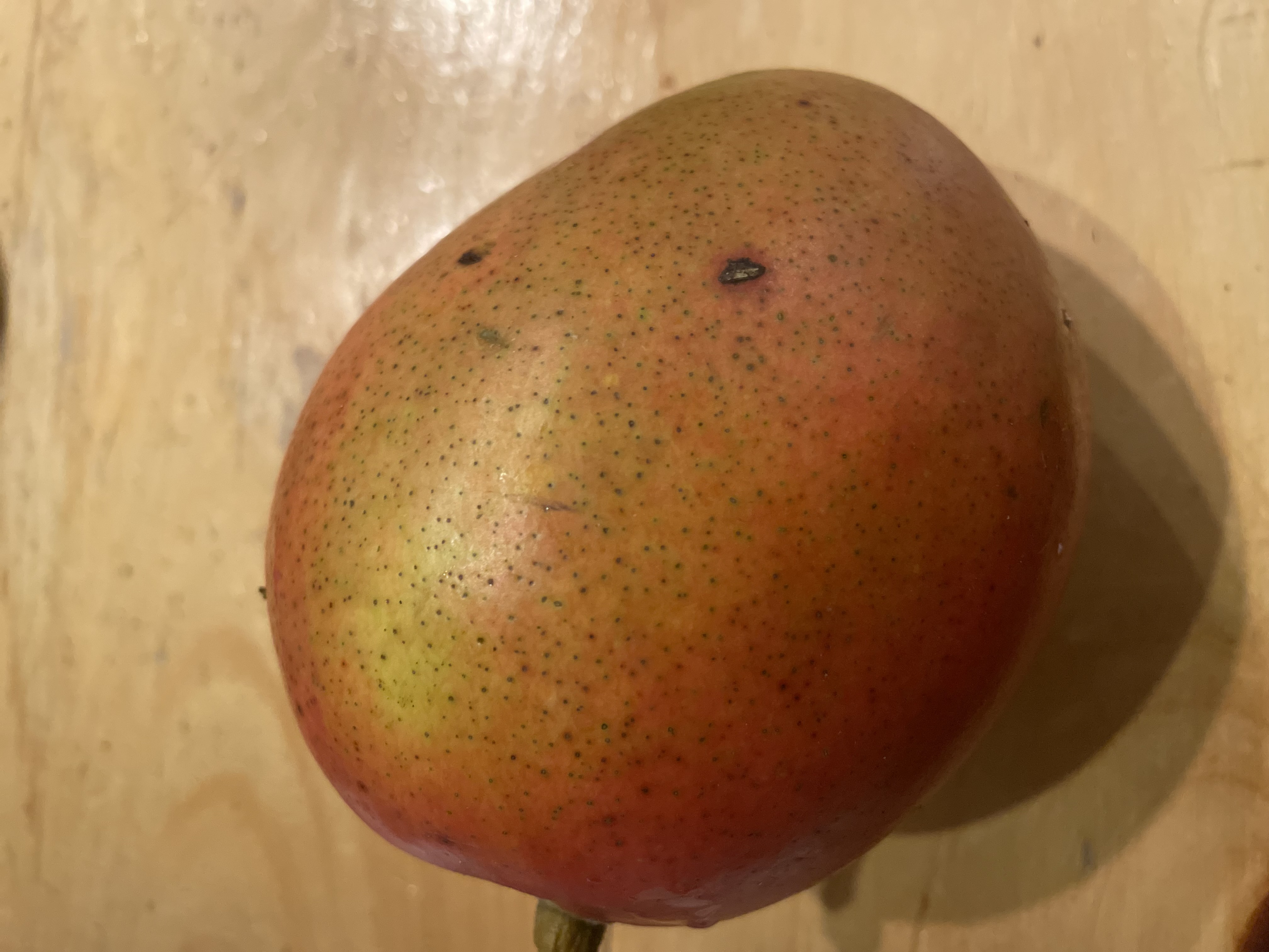 PLANTING MANGOS FROM SEEDS.