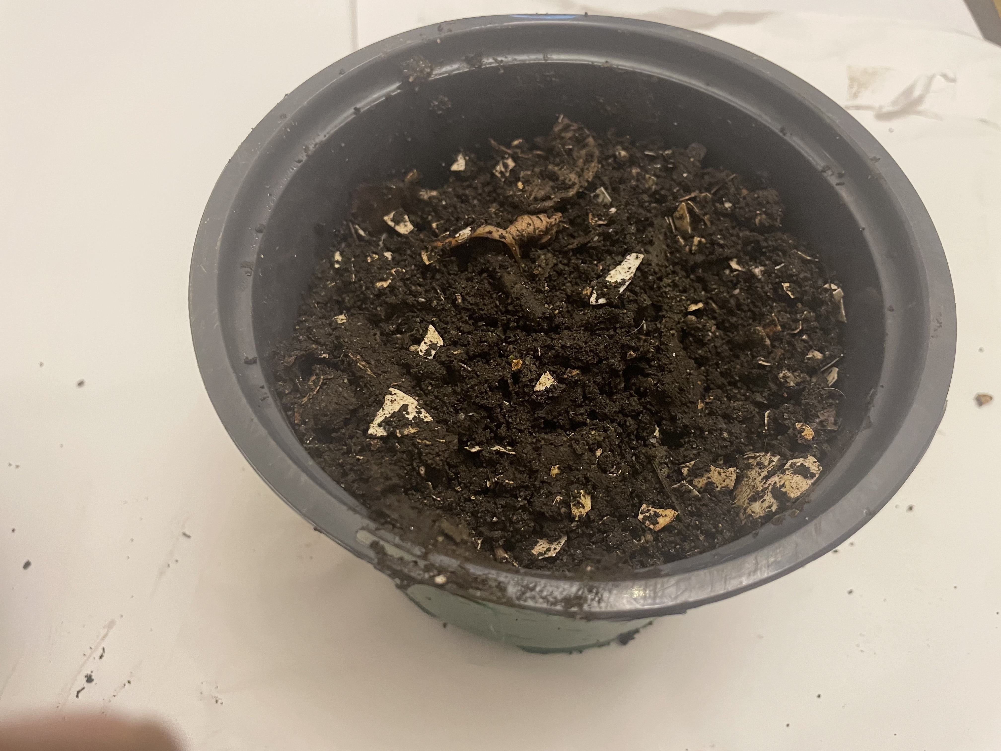 LET'S START THE GARDEN