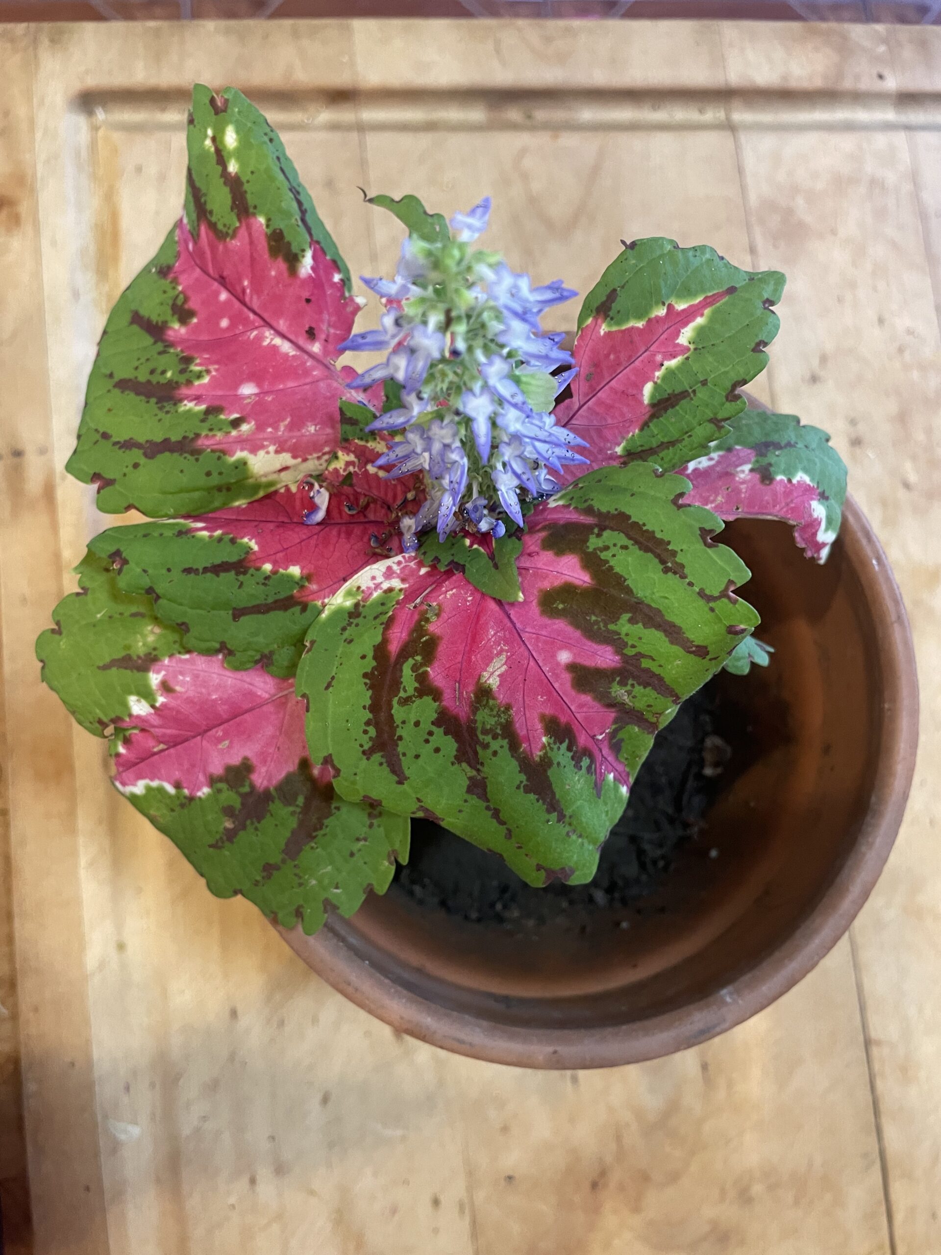 PLANTS