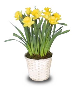 HOW TO GROW DAFFFODILS IN THE FALL FOR THE SPRING?