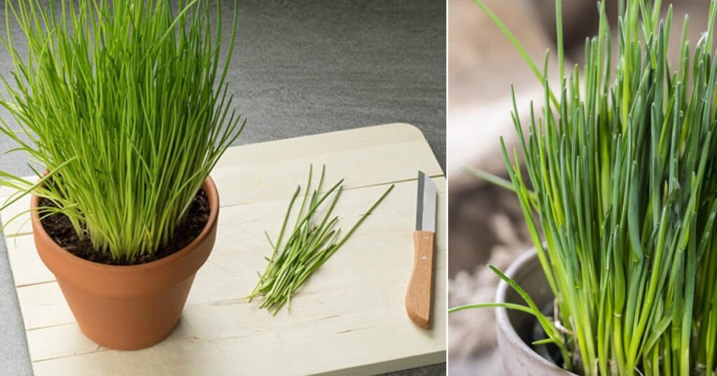 HOW TO GROW CHIVES HERBS INDOORS?