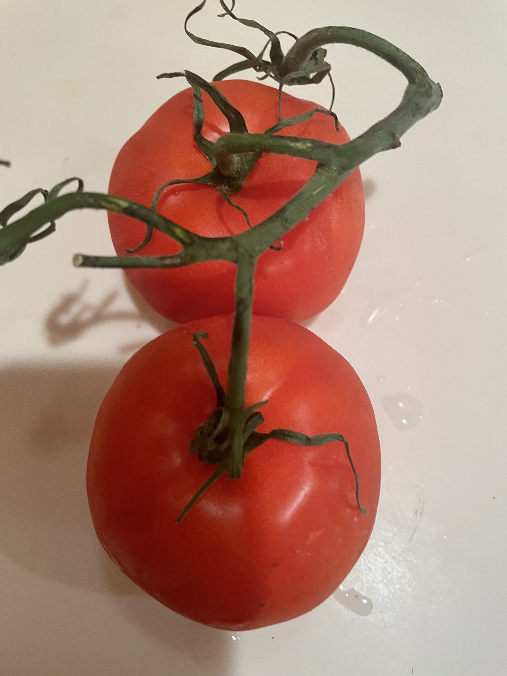 HOW TO GROW TOMATOES FROM SEEDS?