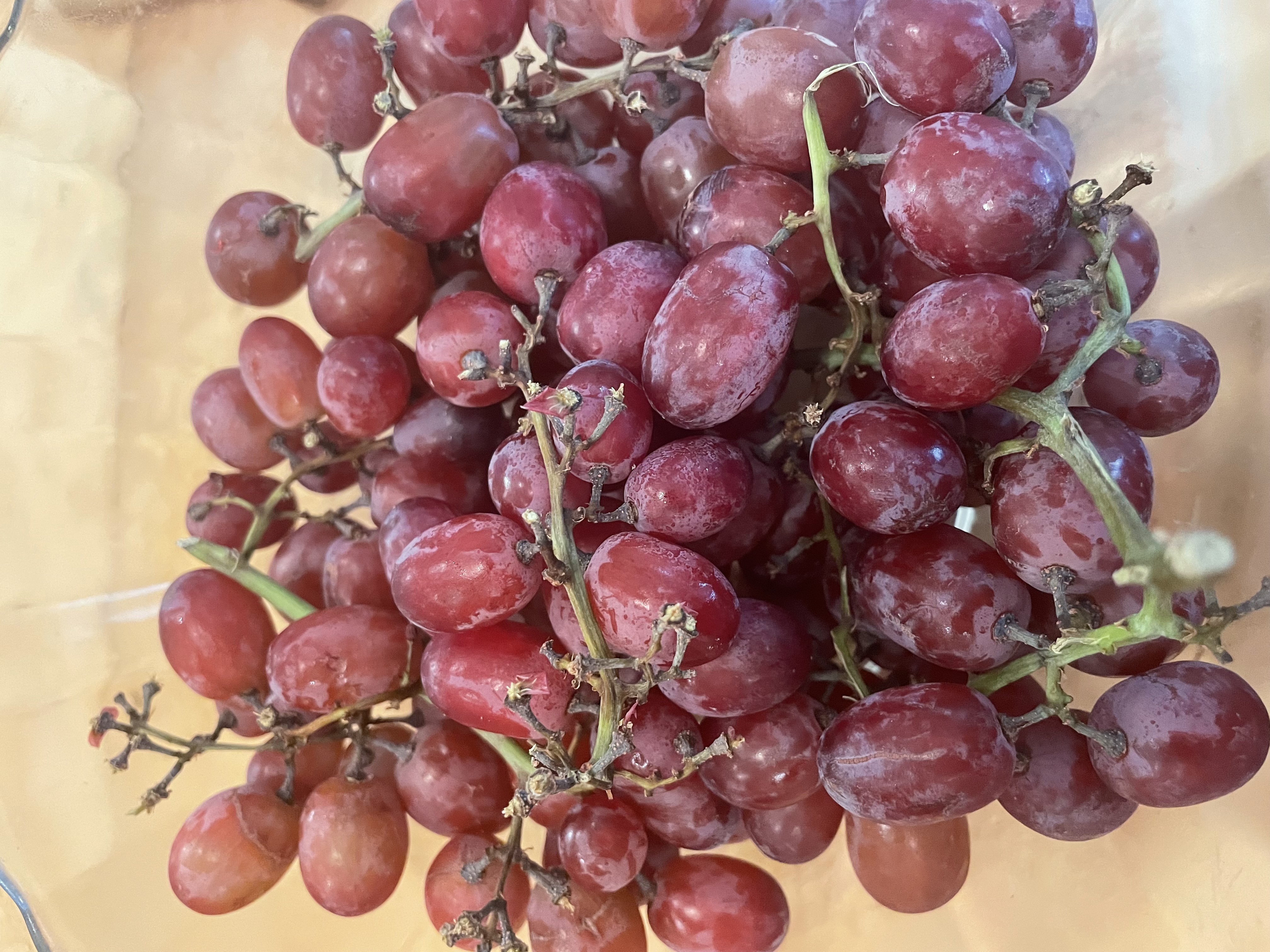 GROWING GRAPES FROM SEEDS