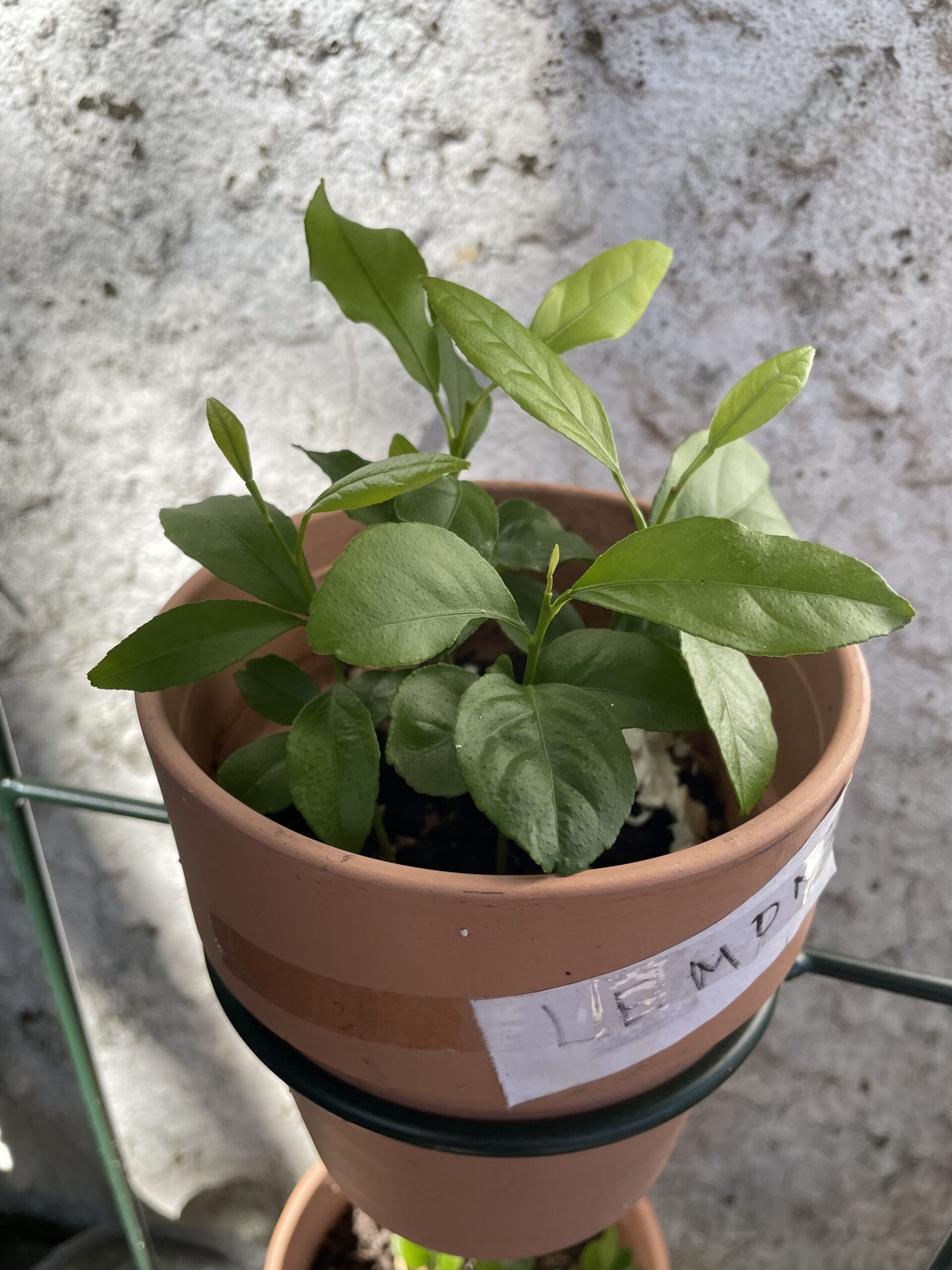 GROWING LEMON PLANTS FROM SEEDS