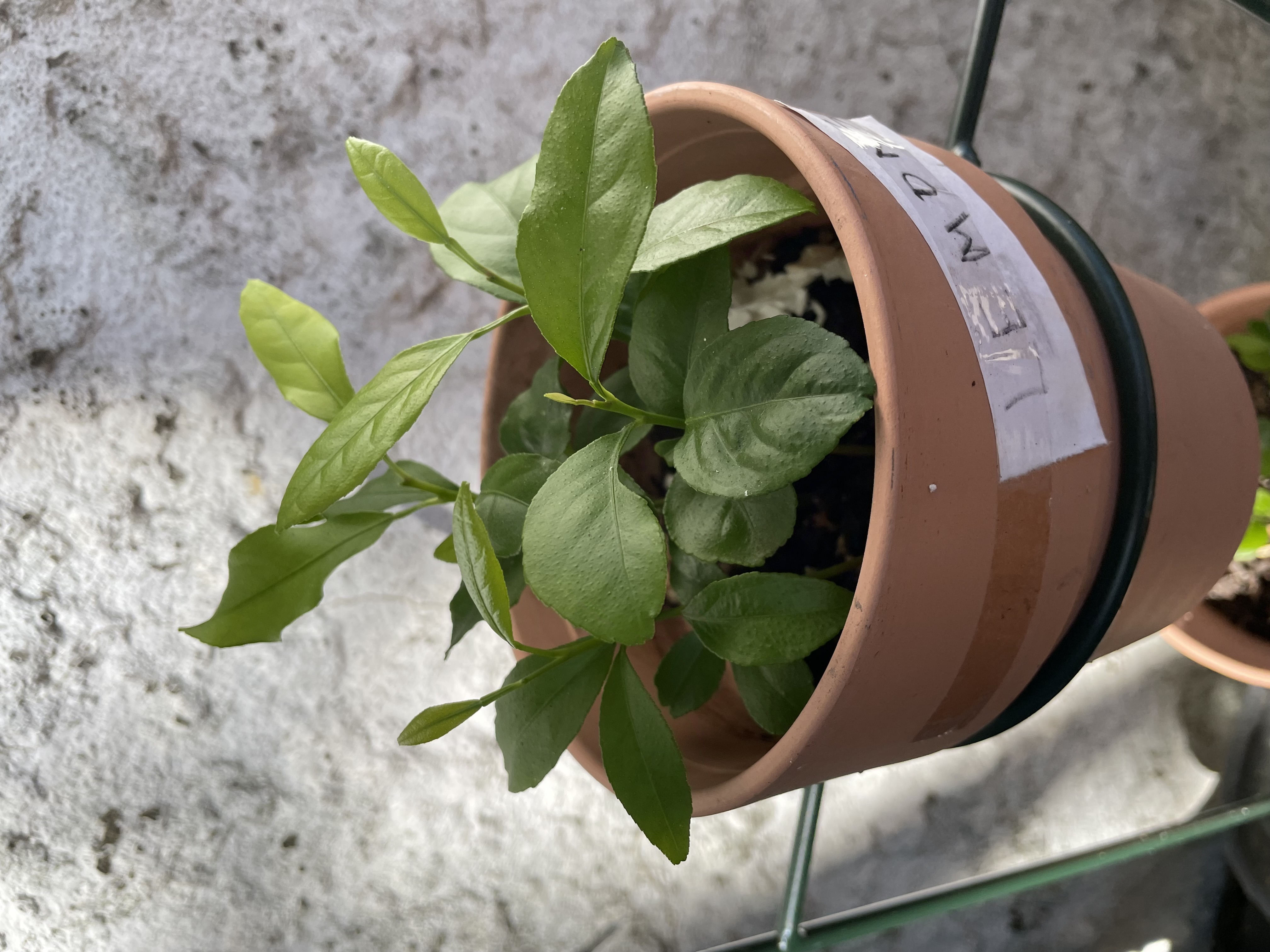 GROWING LEMON PLANTS FROM SEEDS
