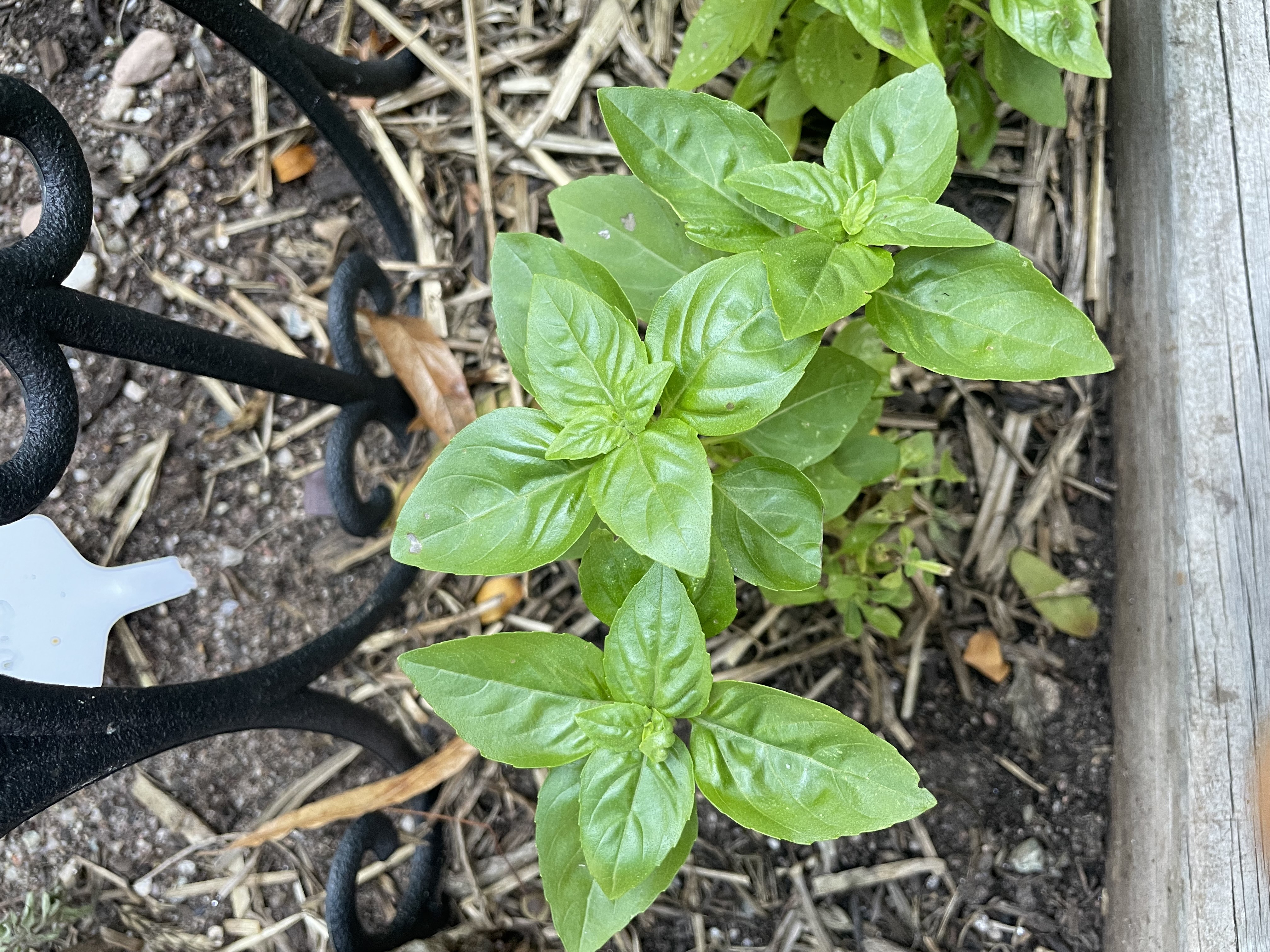 GROWING HERBS INDOORS