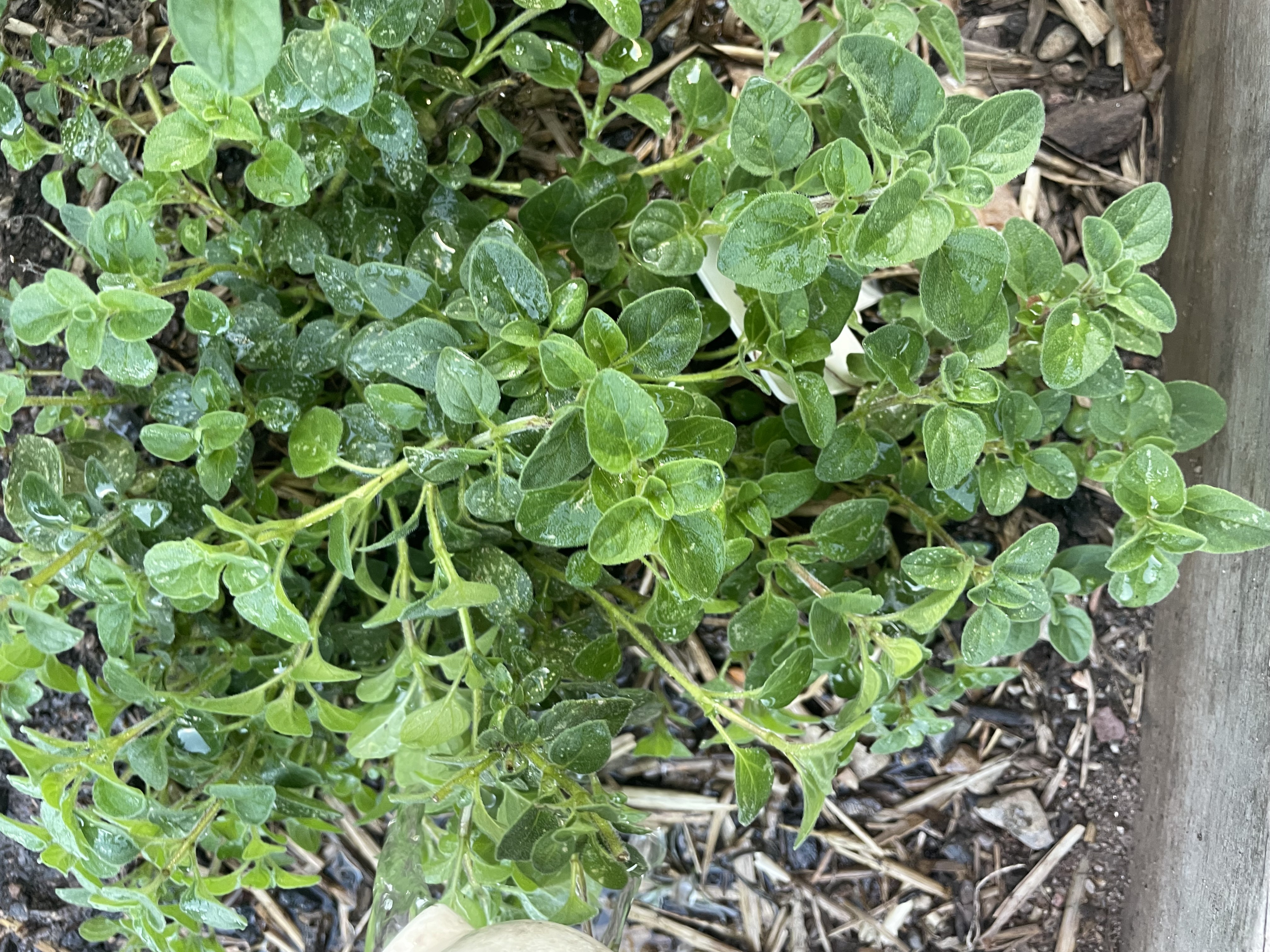 GROWING EACH HERB INDOORS