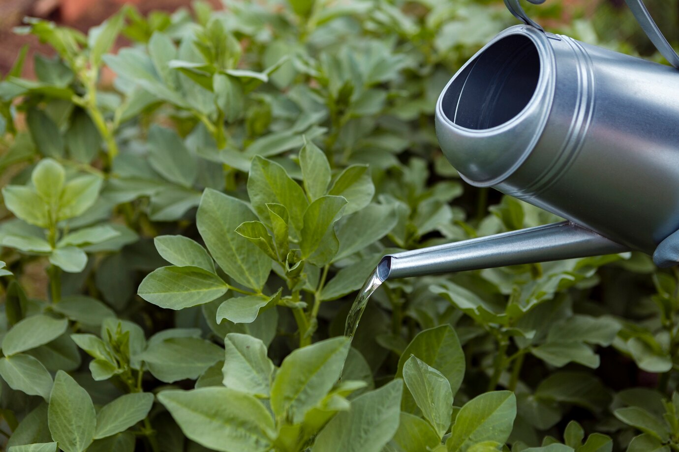 WATERING PLANTS