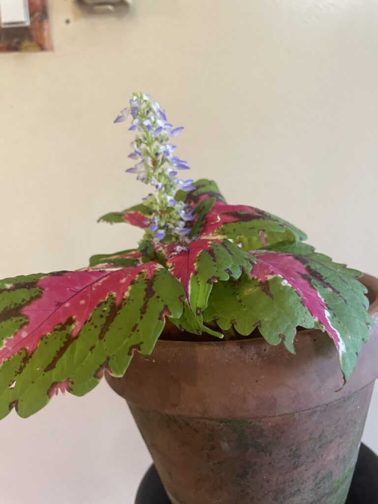 TAKING CARE OF PLANTS INDOORS