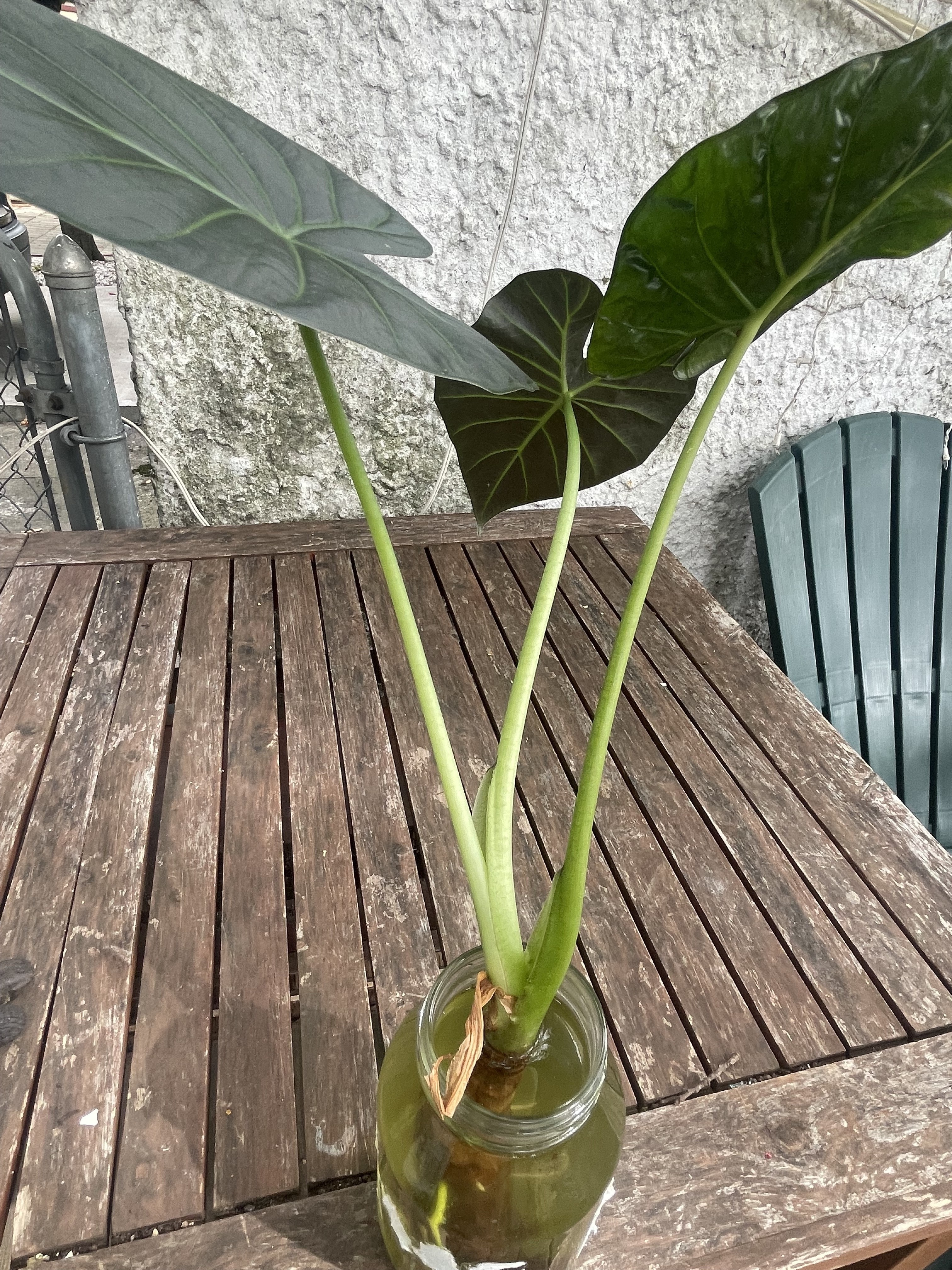 Plant
