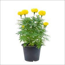 HOW TO GROW MARIGOLDS