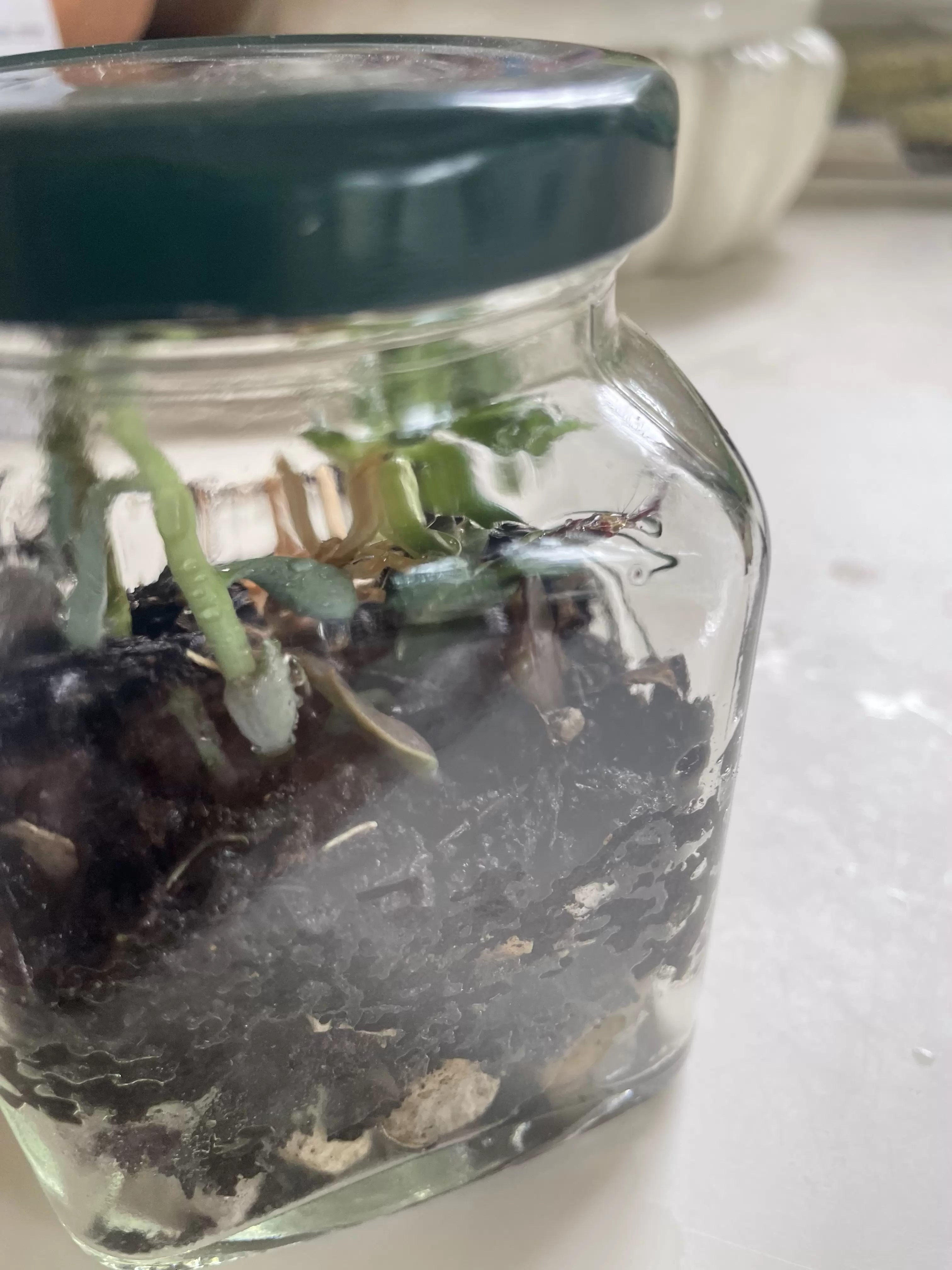 TERRARIUM