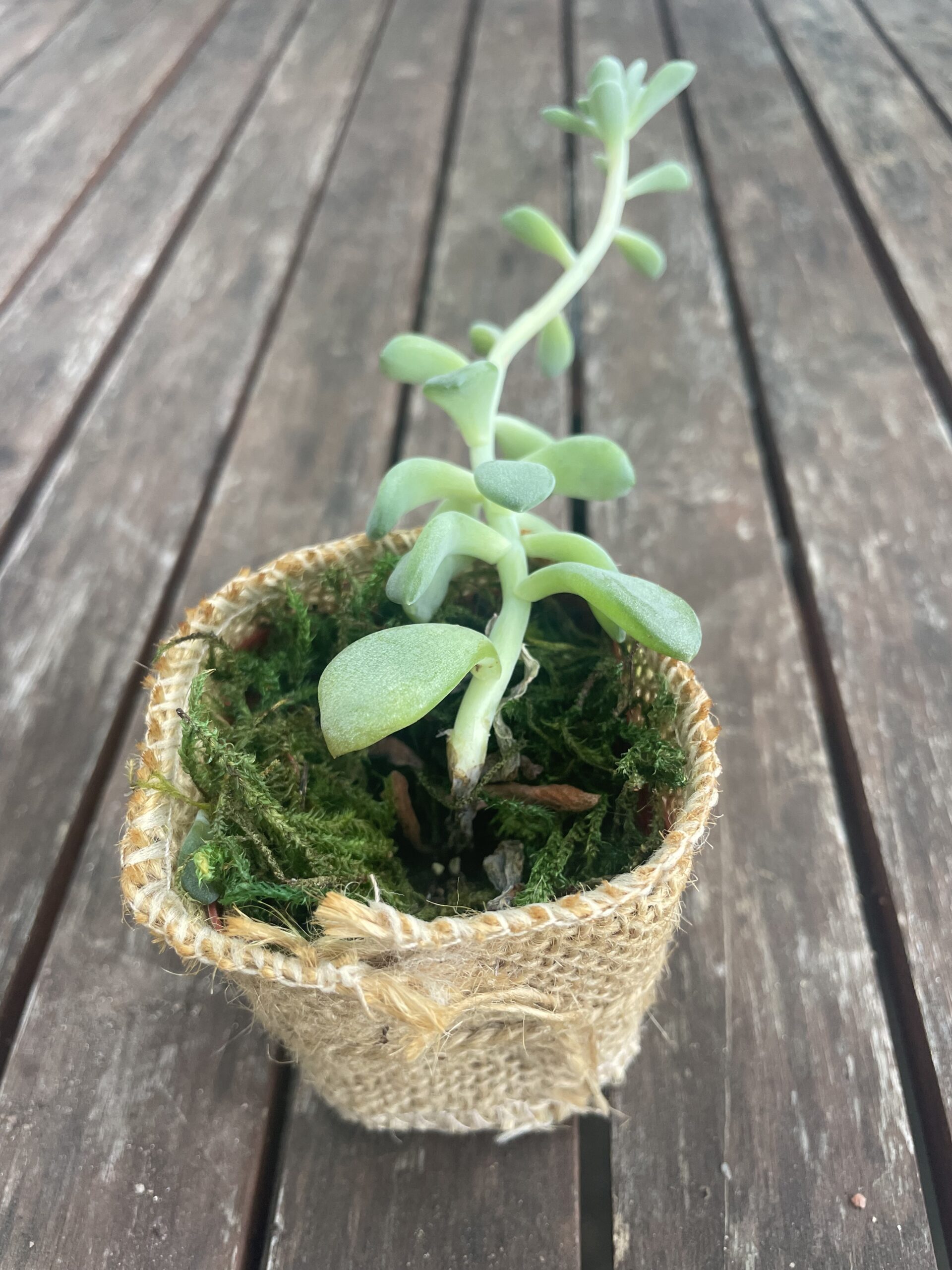 HOUSE PLANTS