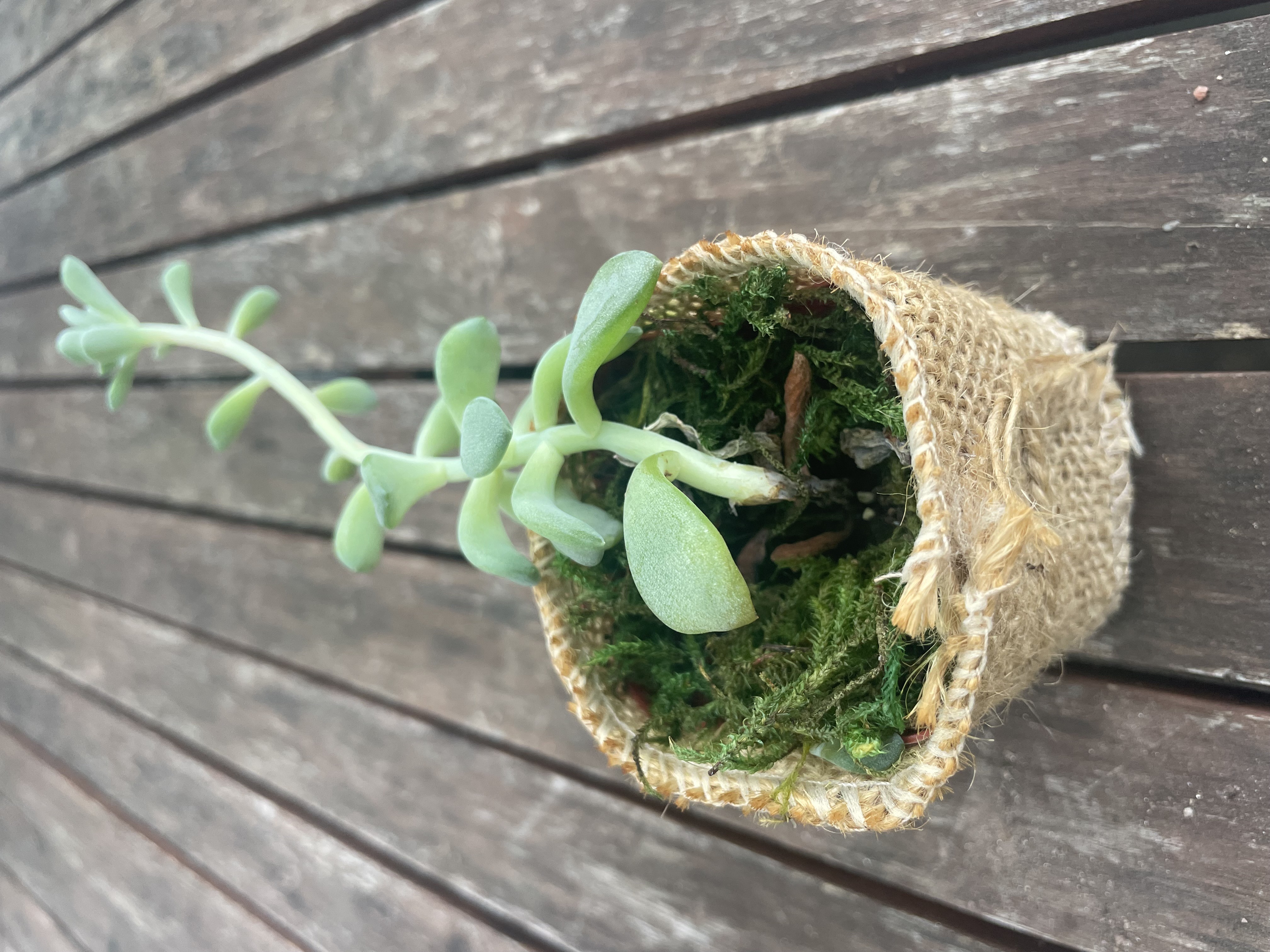 HOUSE PLANTS