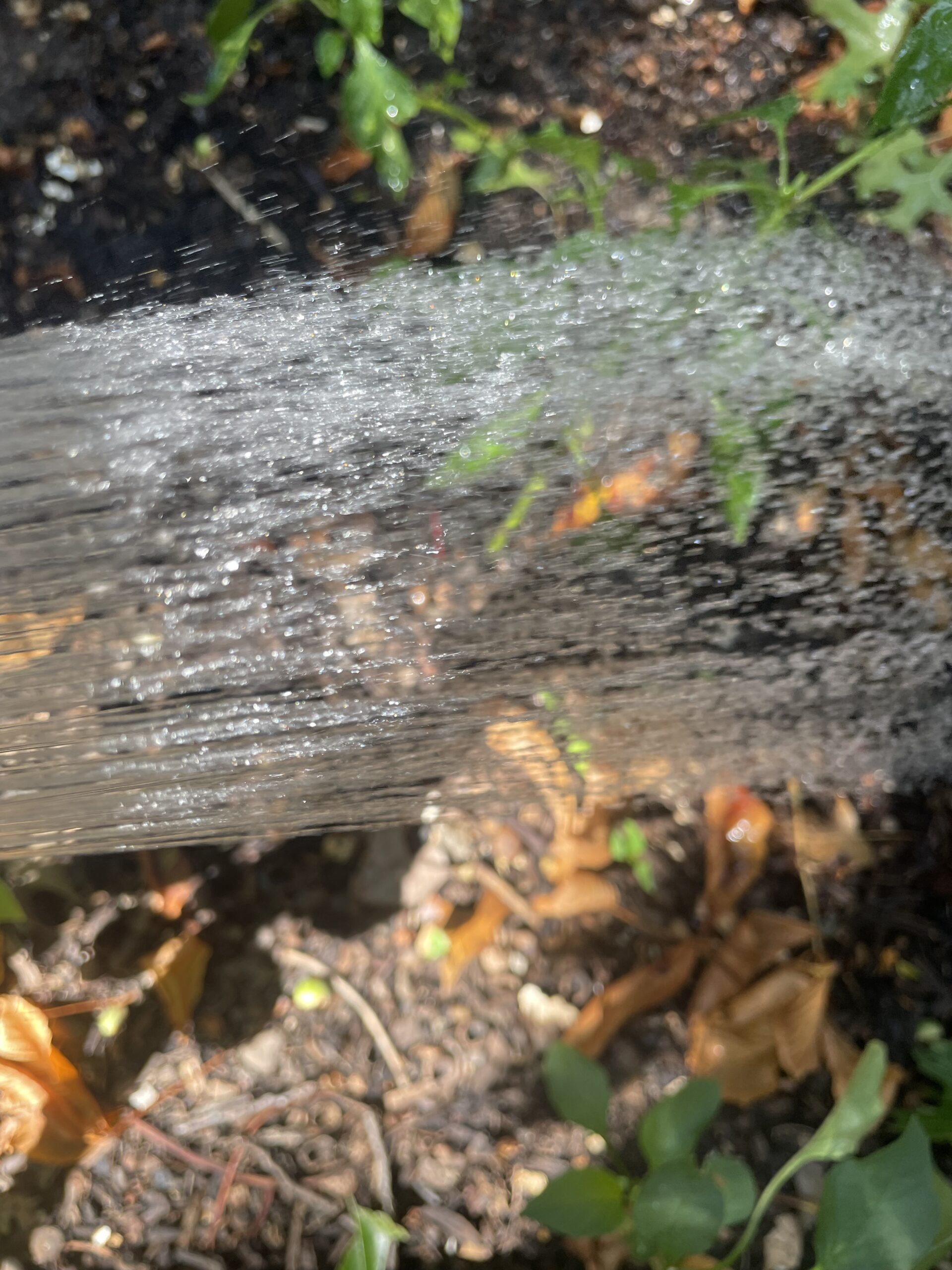 WATERING YOUR GARDEN IN THE SUMMER