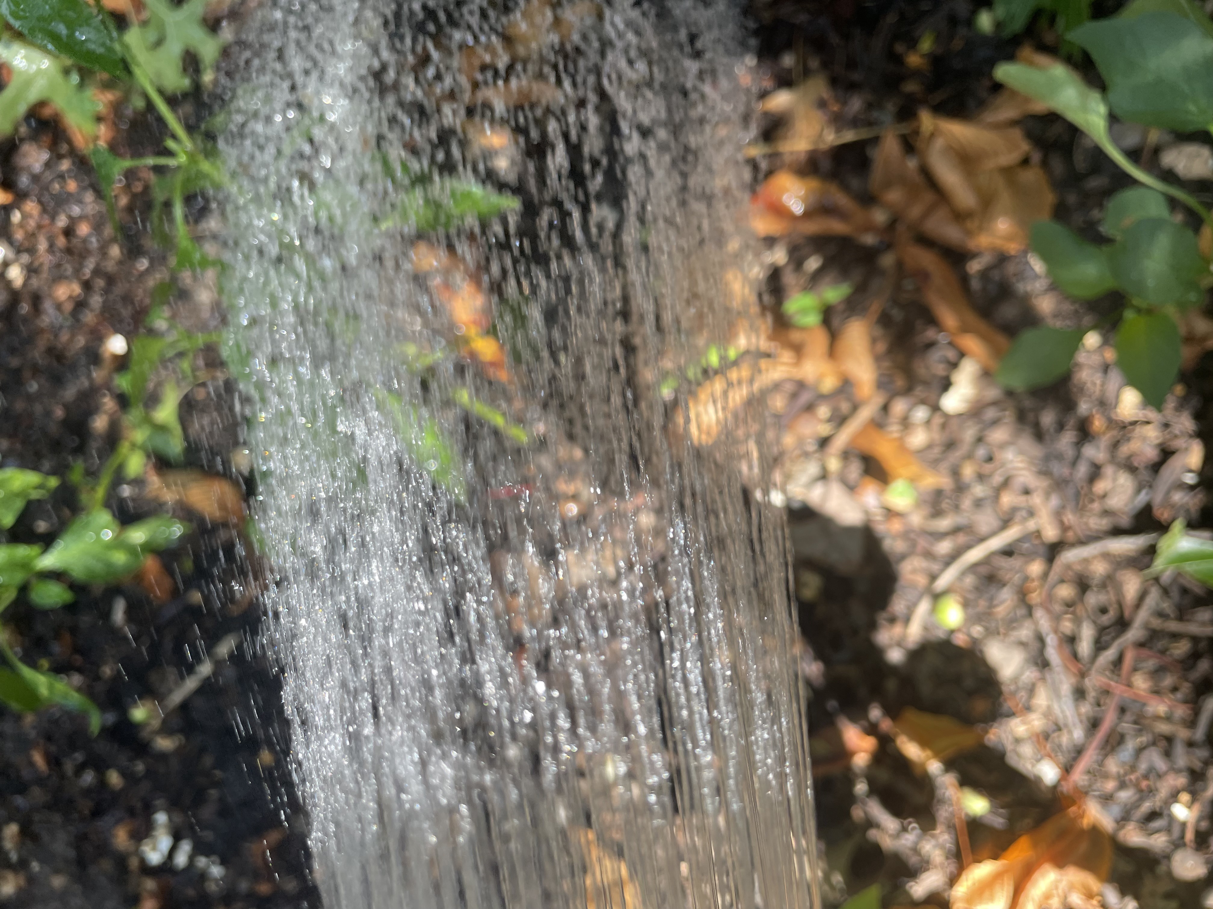 WATERING YOUR GARDEN IN THE SUMMER