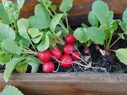 HOW TO GROW RADISHES IN A POT