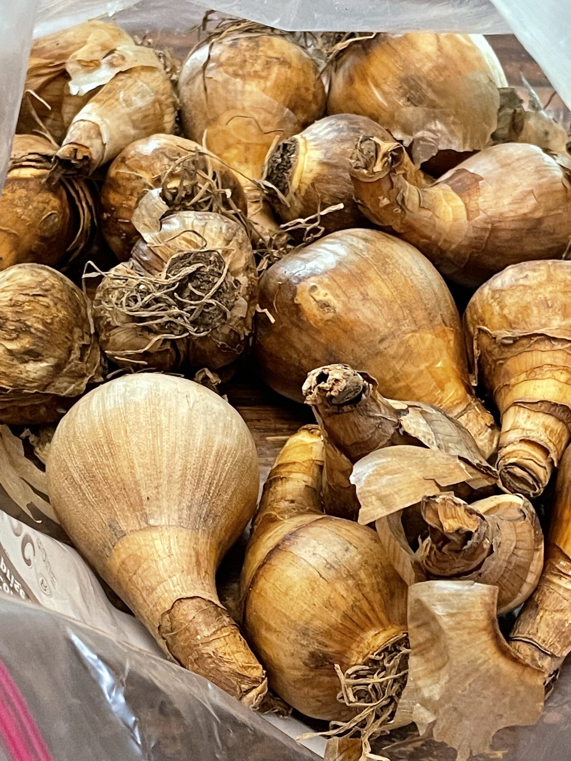 BULBS TO PLANT IN THE FALL