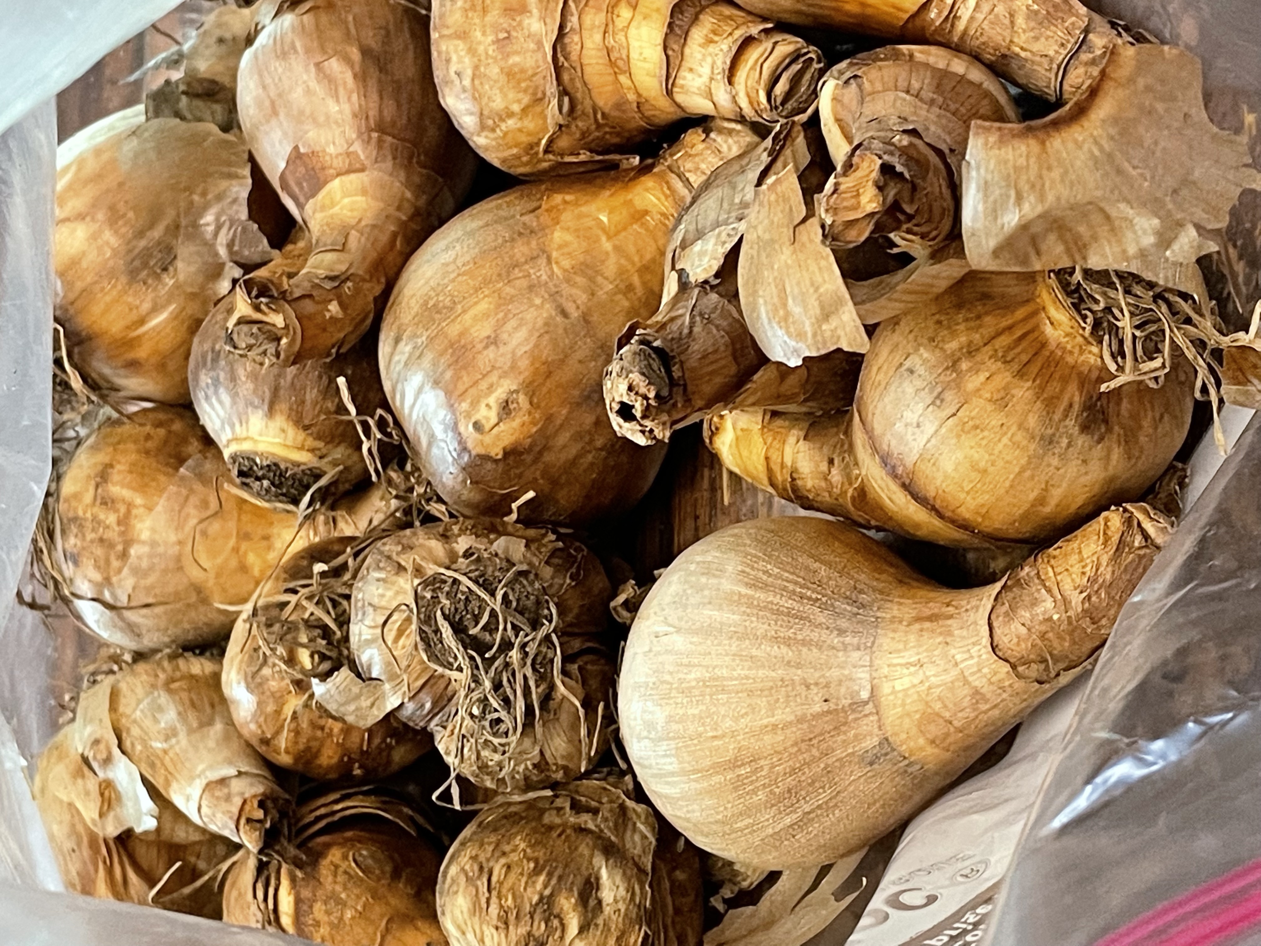 BULBS TO PLANT IN THE FALL