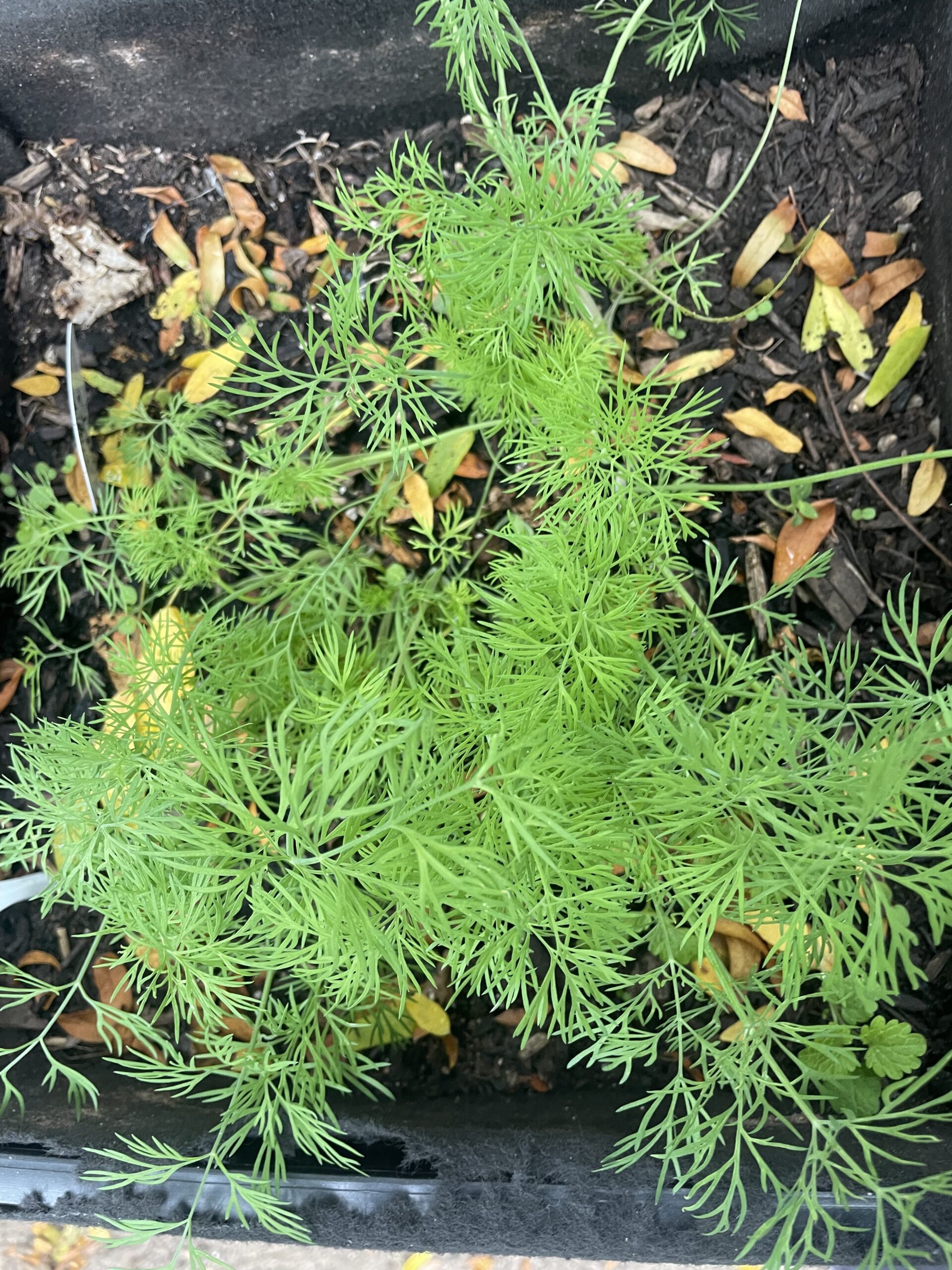 DILL - A VERSATILE HERB