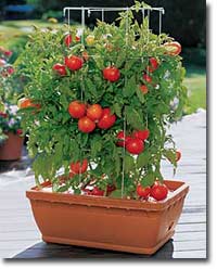 PLANTING VEGETABLES IN CONTAINERS