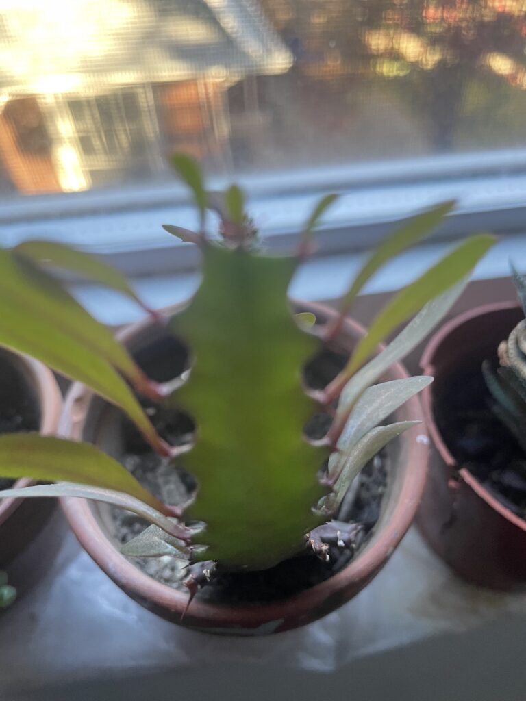 SUCCULENT PLANTS INDOORS