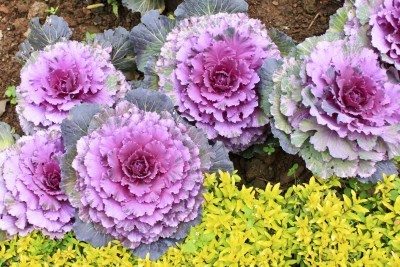 PLANTING PERENNIALS IN THE FALL