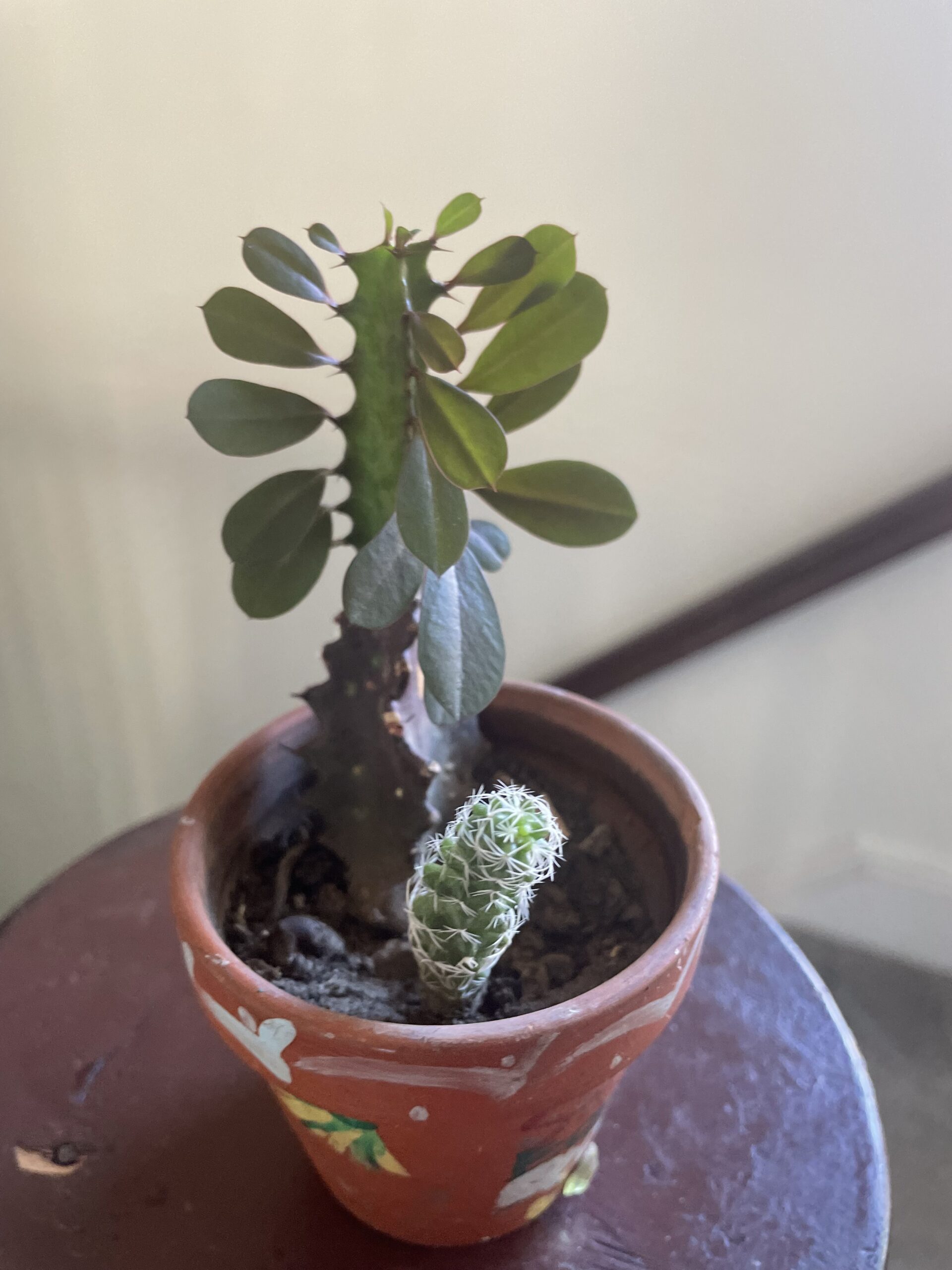 SUCCULENT PLANTS IN SMALL POTS
