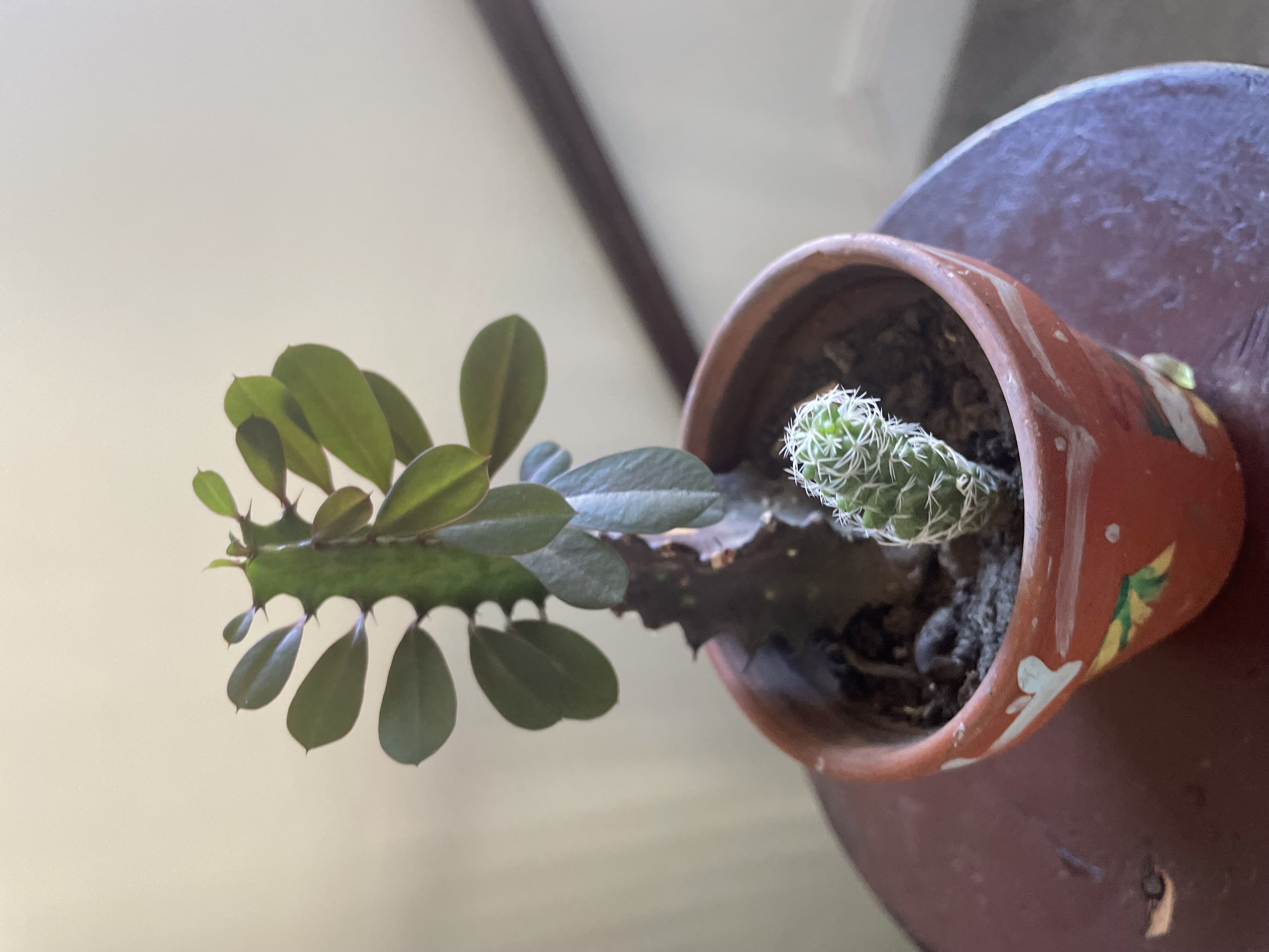 SUCCULENT PLANTS IN SMALL POTS