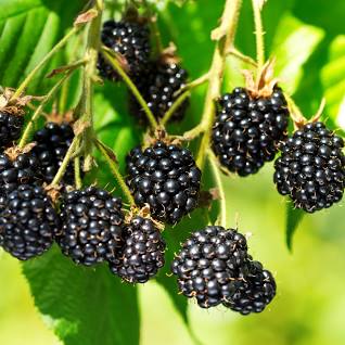 GROWING BLACKBERRIES FROM SEEDS