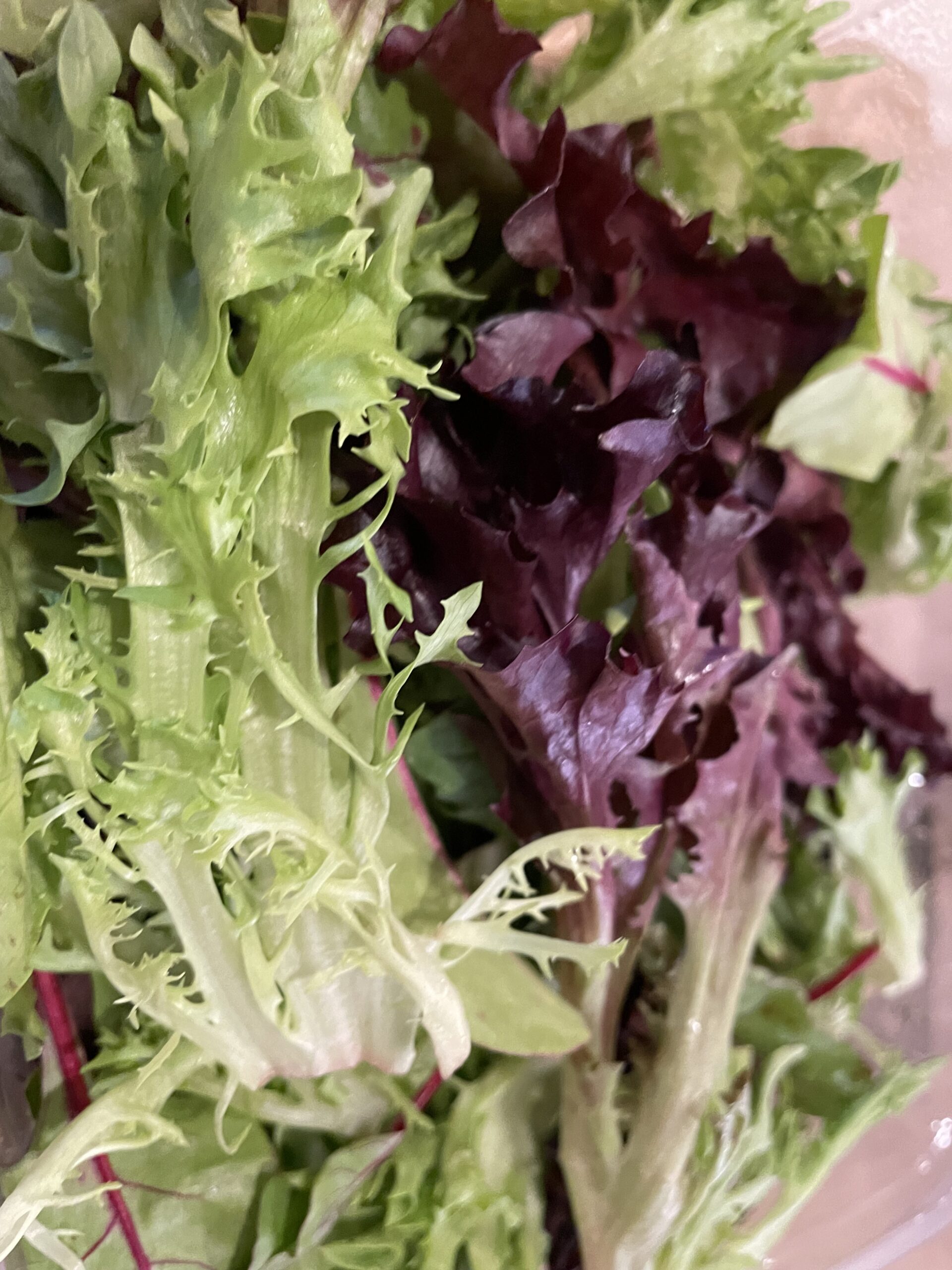 GROWING LETTUCE FROM SEEDS