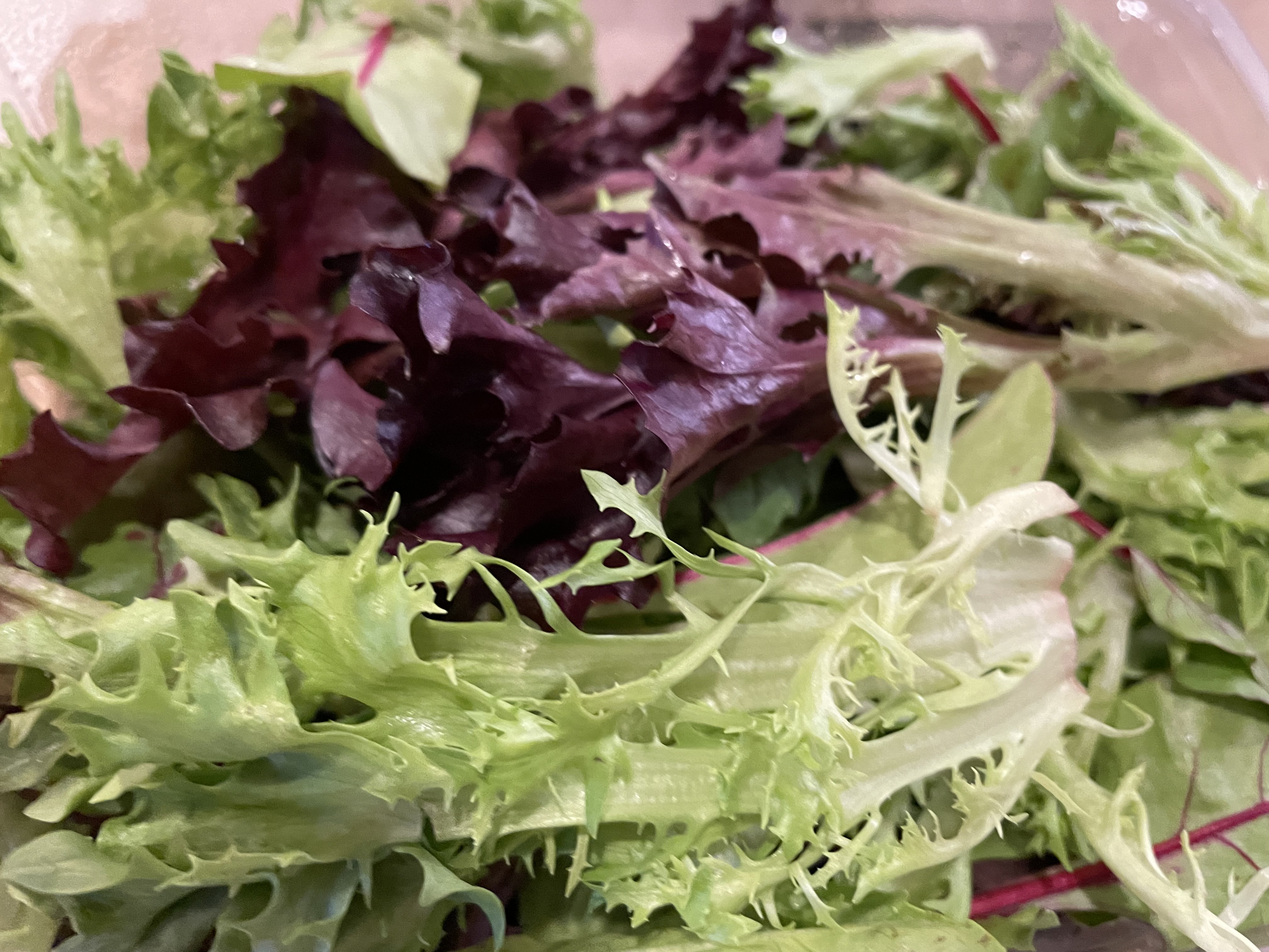 GROWING LETTUCE FROM SEEDS