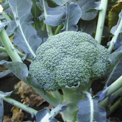 GROWING BROCCOLI FROM SEEDS