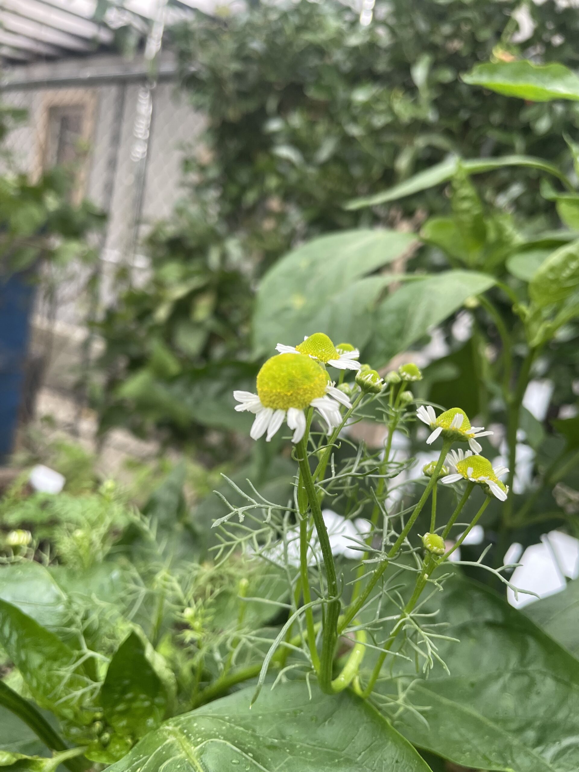 CHAMOMILE