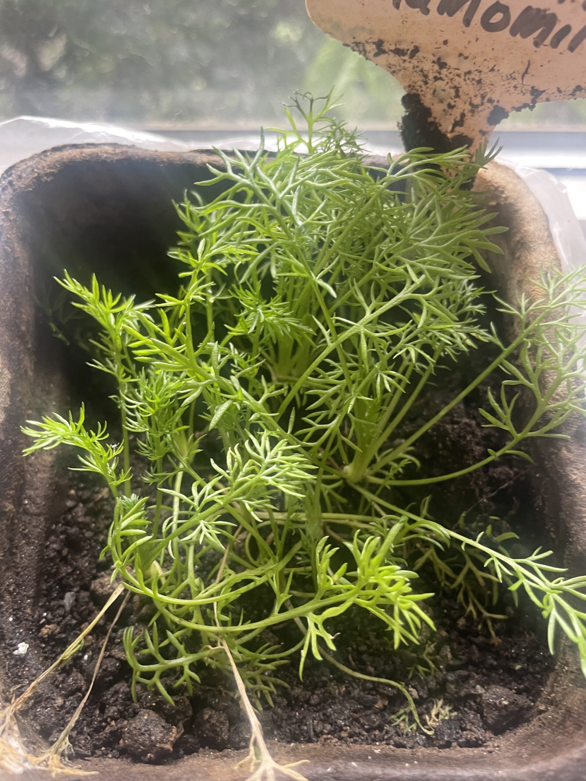 GROWING ROSE MARY FROM SEEDS