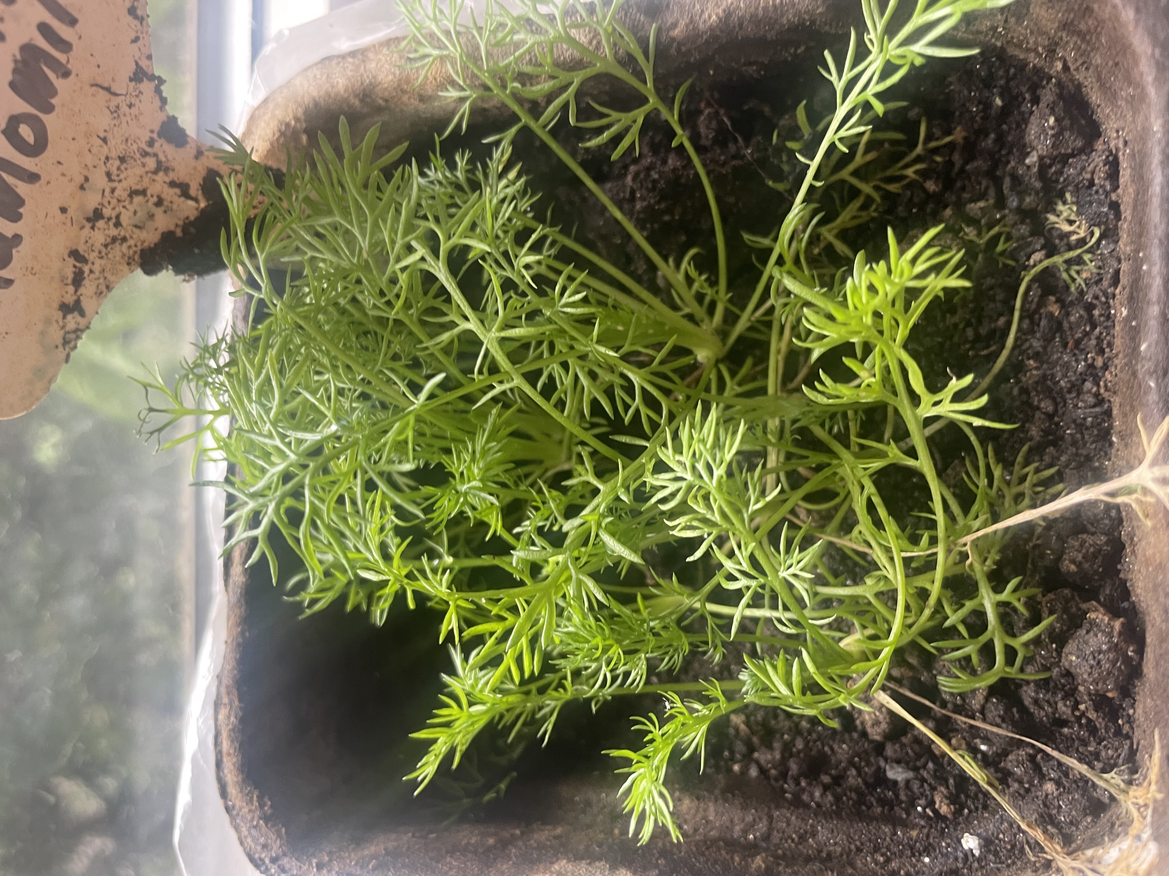 GROWING ROSE MARY FROM SEEDS