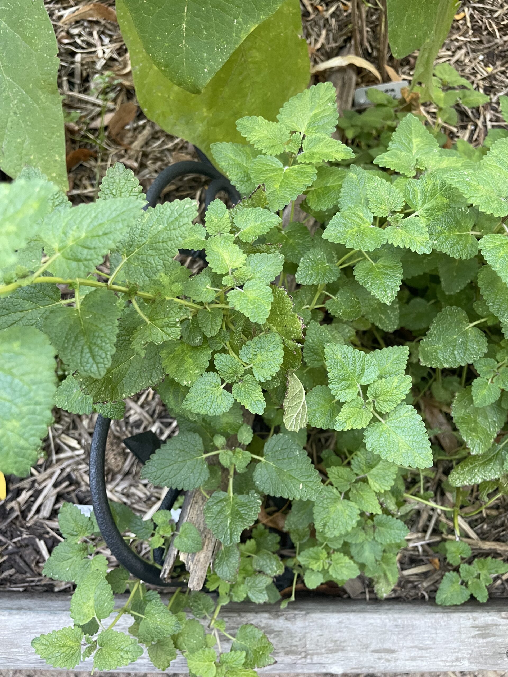 GROWING MINT FROM SEEDS
