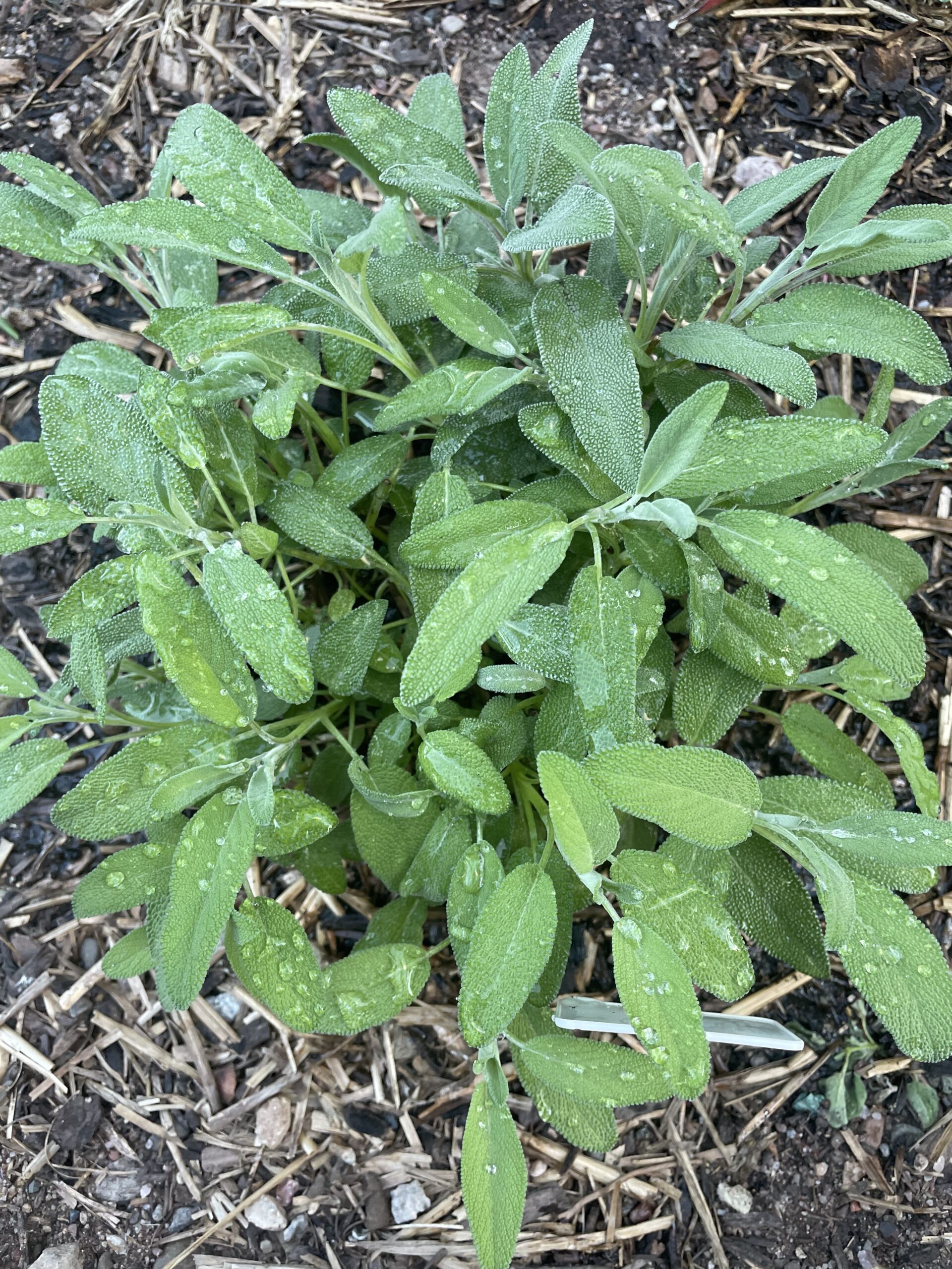 GROWING HERBS INDOORS DURING THE WINTER