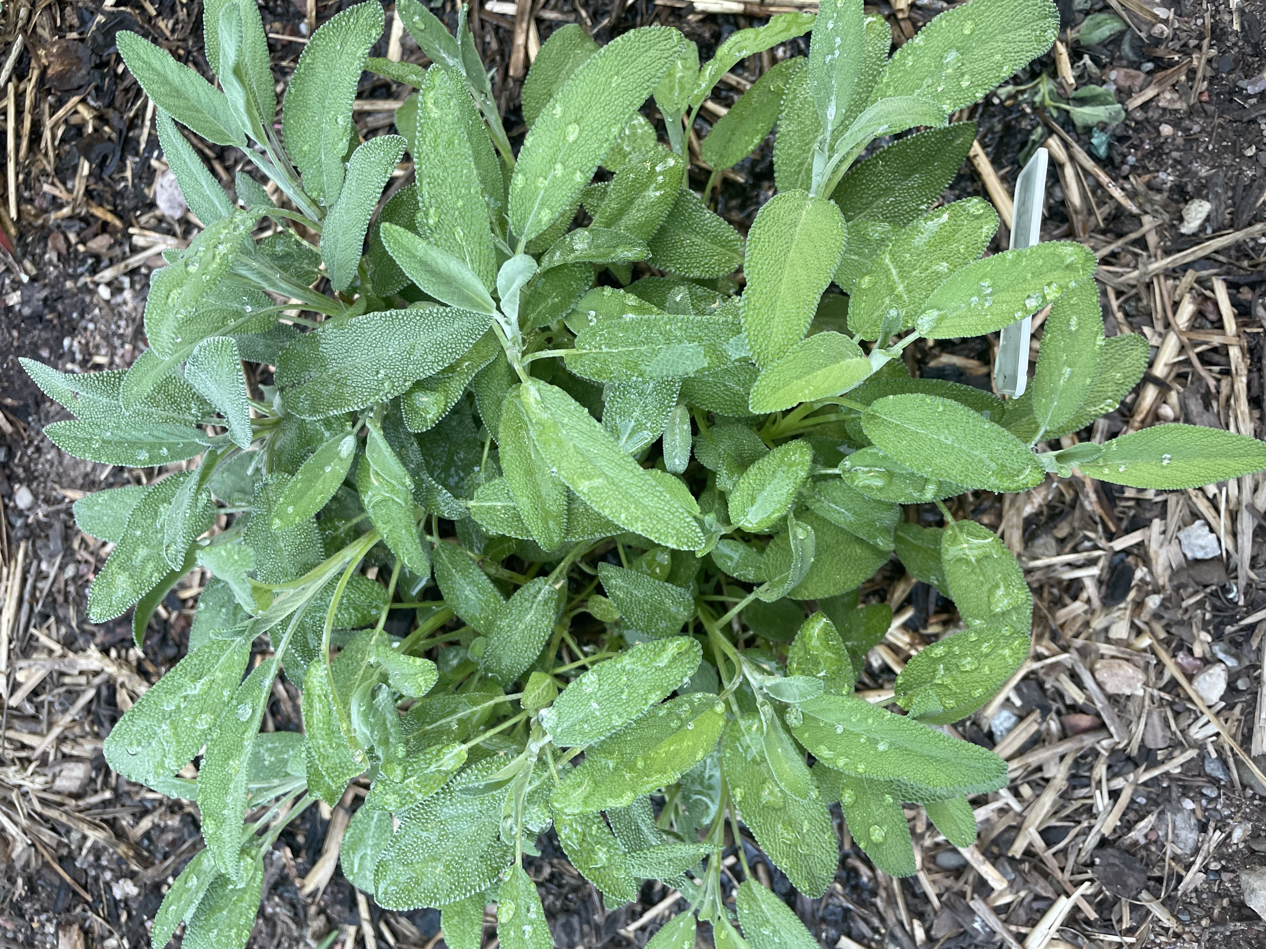 GROWING HERBS INDOORS DURING THE WINTER