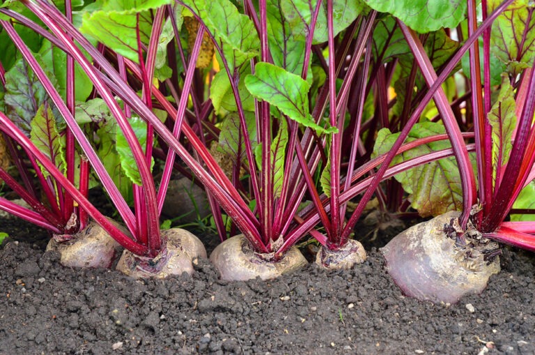 GROWING BEETS FROM SEED TO HARVEST