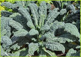 GROWING KALE IN YOUR GARDEN