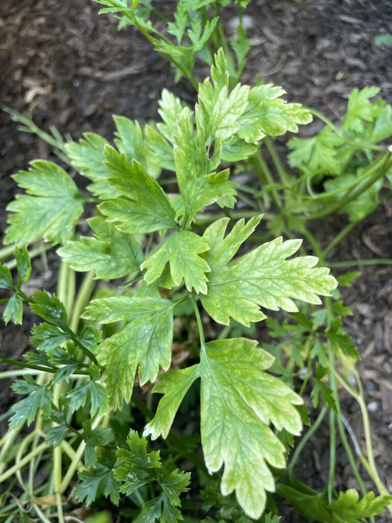 GROWING CILANTRO FROM SEEDS IN POTS