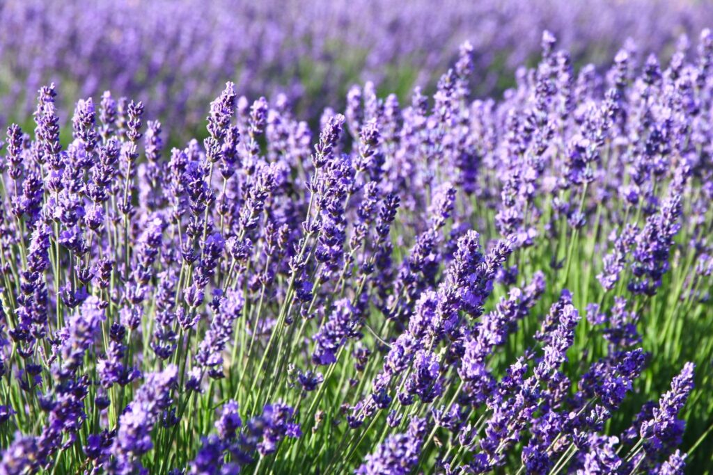 GROWING LAVENDER FROM SEEDS