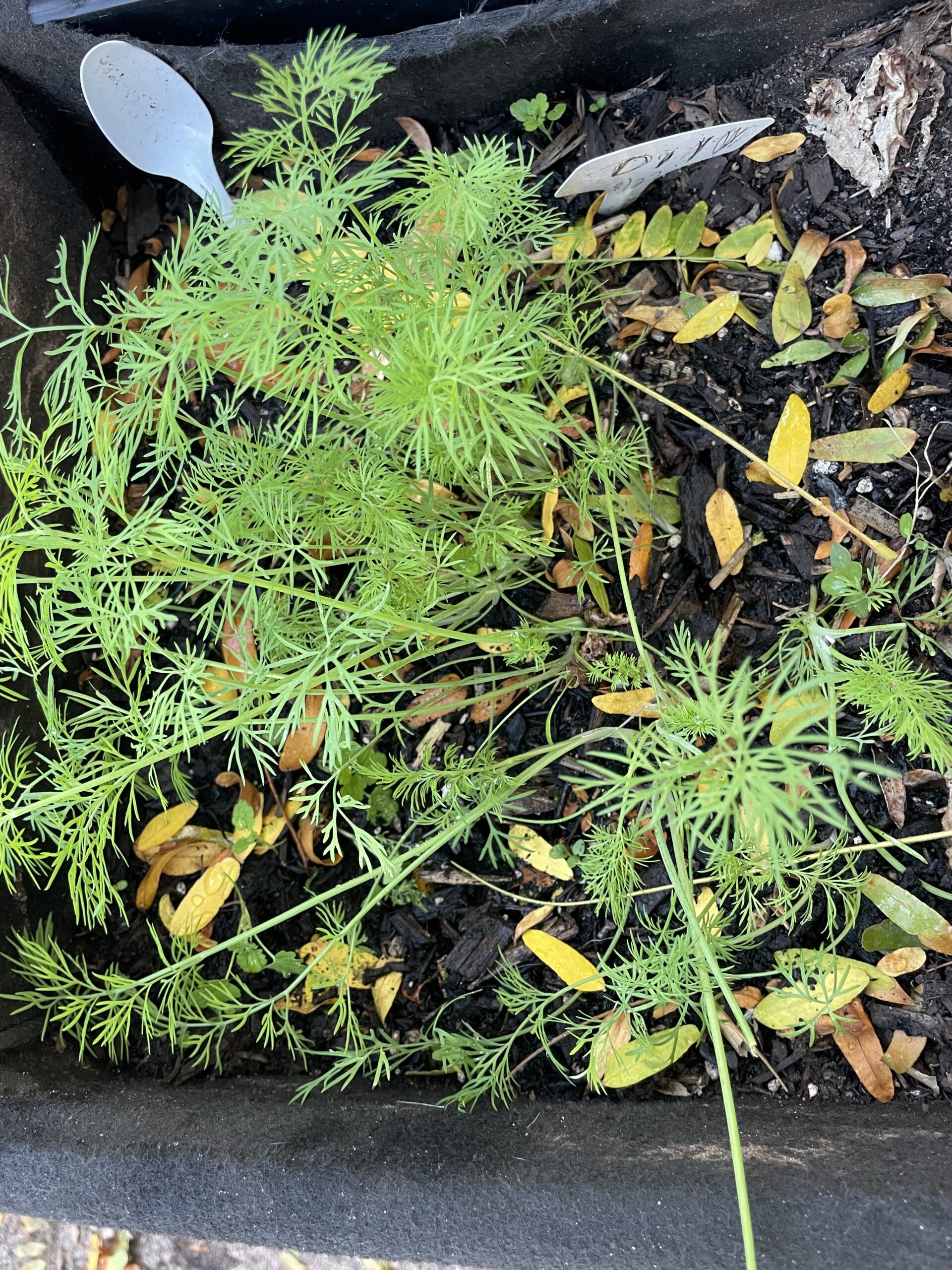 GROWING DILL FROM SEEDS IN POTS.