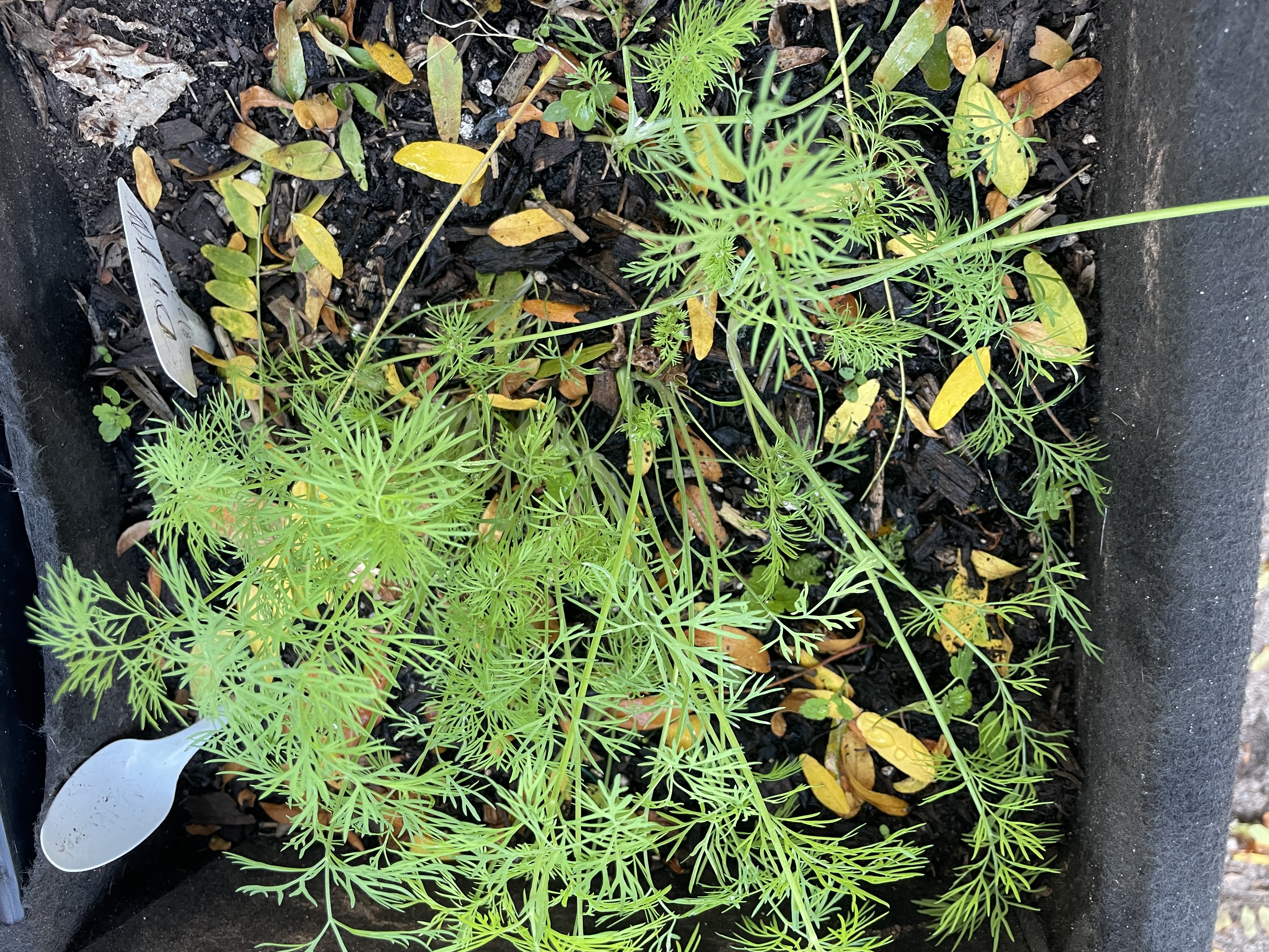 GROWING DILL FROM SEEDS IN POTS.