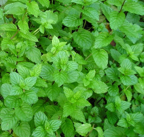 PEPPERMINT A SOOTHING HERB