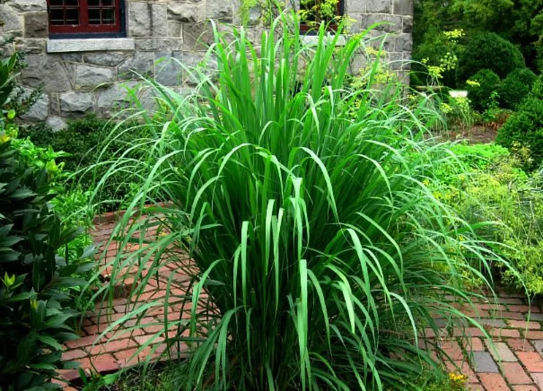 GROWING LEMONGRASS FROM STALKS