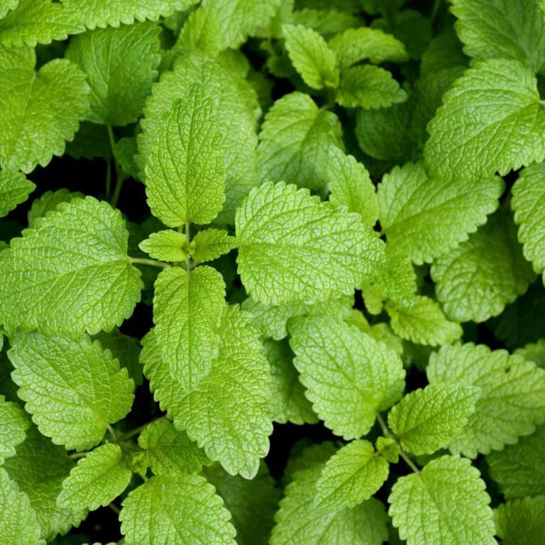 LEMON BALM GROWING FROM SEEDS