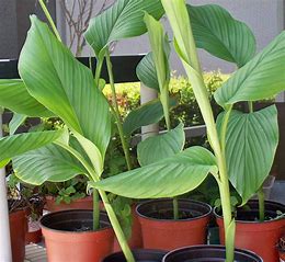 TURMERIC GROWING FROM ROOTS